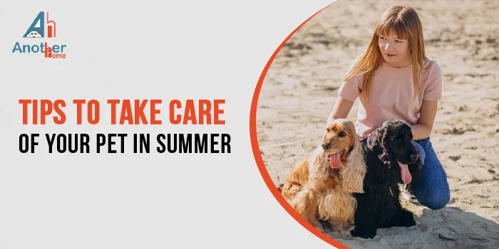 8 Tips to Take Care of Your Pet in Summer