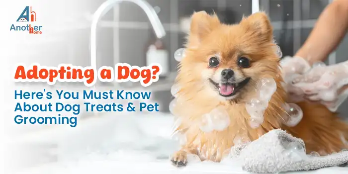 Adopting a Dog? Here's You Must Know About Dog Treats & Pet Grooming