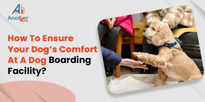 How To Ensure Your Dog’s Comfort At A Dog Boarding Facility?