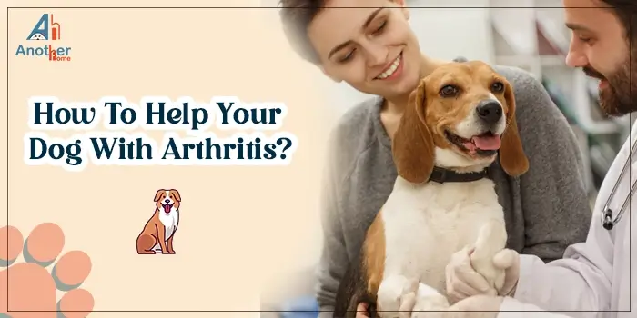 arthritis in dogs what is it and how to help your canine