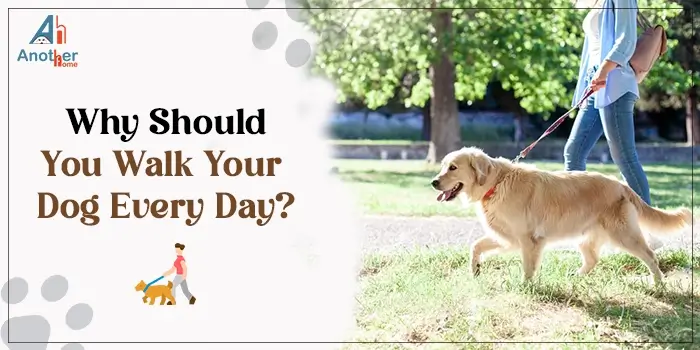  How Long Should You Walk A Dog Each Day 